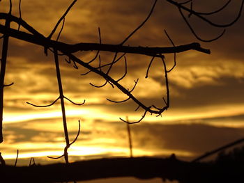 Close-up of silhouette branches against sunset sky