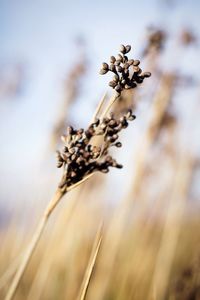 Close-up of plant against blurred background