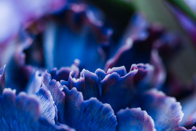 Macro shot of purple flowering plants