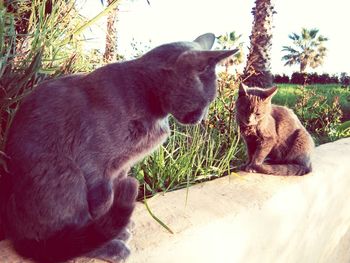 Side view of cat sitting on tree