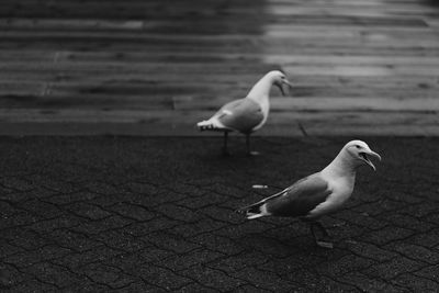 Seagull on a footpath
