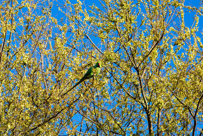 Low angle view of bird perching on tree