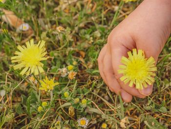 Close-up of hand holding yellow flower