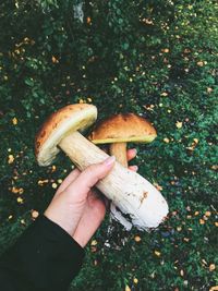 Close-up of hand holding mushroom