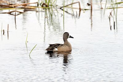 Duck swimming in lake