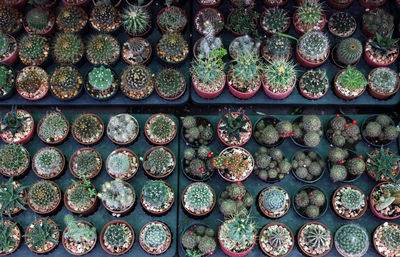 High angle view of cactus plants