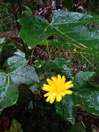 Close-up of yellow flowers blooming outdoors