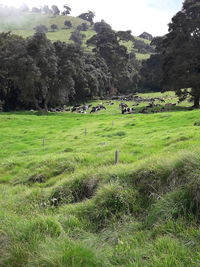 Scenic view of trees on field against sky