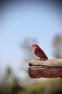 Close-up of bird perching on wood