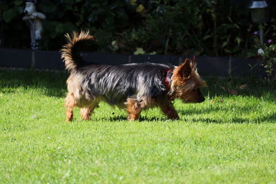 Full length of a dog running on field