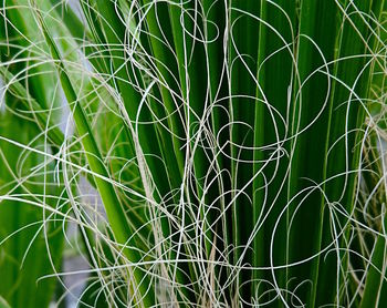 Full frame shot of bamboo plants on field