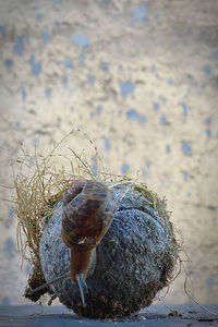 High angle view of shell on rock