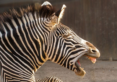 Close-up of zebra yawning at zoo
