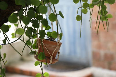 Close-up of plant hanging on tree