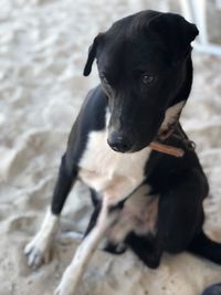 Black dog looking away while sitting on land