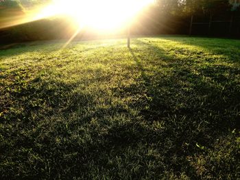 Scenic view of field during sunset