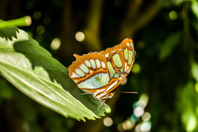 Close-up of butterfly on plant