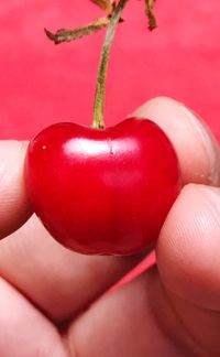 Close-up of hand holding red berries