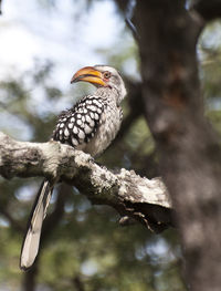 Bird perching on a branch