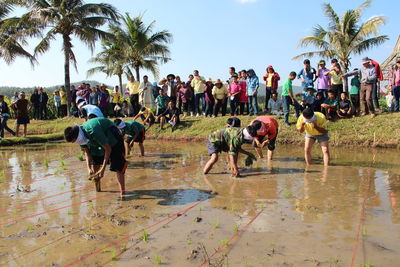 Crowd looking at men planting rice plants in paddy field during sunny day