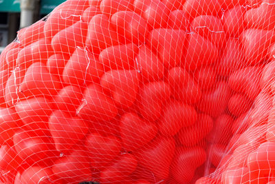 Close-up of a bird