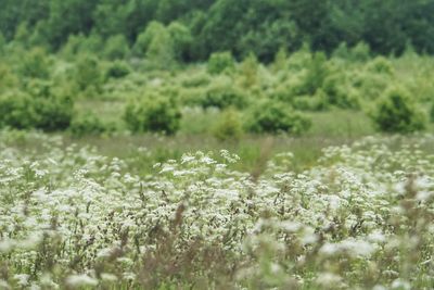 Plants growing on field