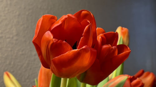 Close-up of orange tulips