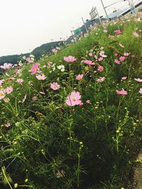 Flowers blooming against clear sky