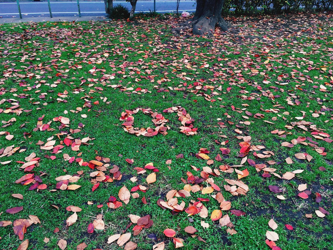 leaf, change, nature, autumn, fallen, day, abundance, beauty in nature, outdoors, park - man made space, low section, tranquility, growth, grass, flower, fragility, no people, freshness