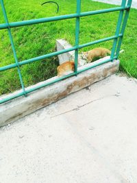 High angle view of a cat on grass