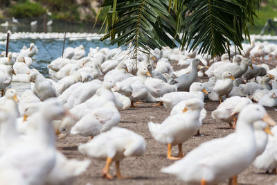 Flock of birds perching on palm tree