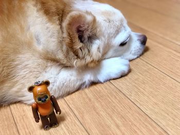 High angle view of dog sleeping on hardwood floor