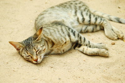 Close up of a tried cat laying and sleeping on the land in rajasthan, india