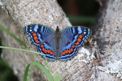 Close-up of butterfly on rock