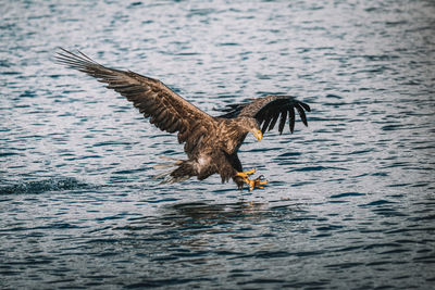 Close-up of eagle flying over sea