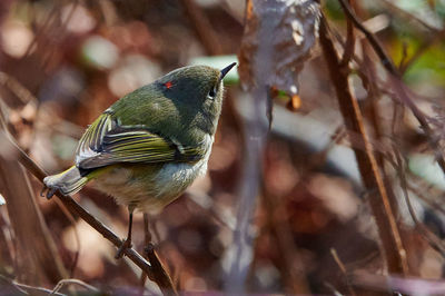 Close-up of bird perching on branch