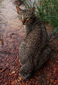 View of a cat sitting on field