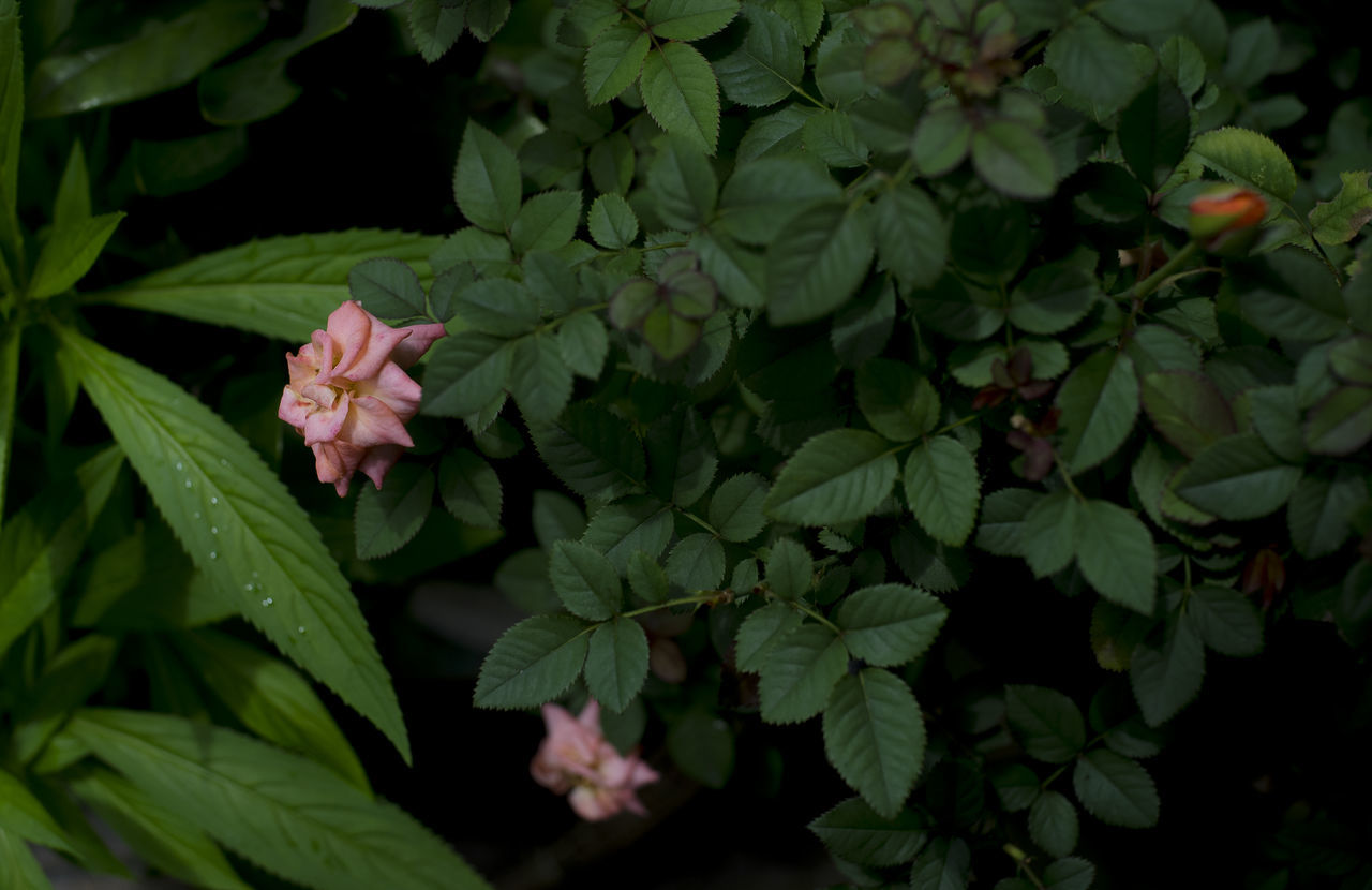 CLOSE-UP OF FLOWERING PLANTS