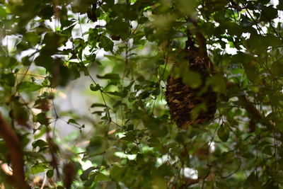 Low angle view of fruits on tree
