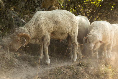 Sheep in a field