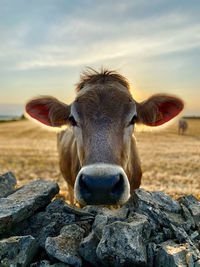 Close-up of cow