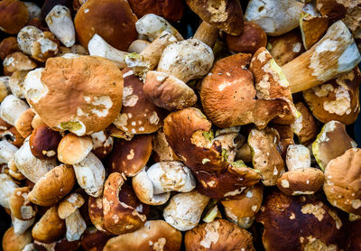 Full frame shot of mushrooms