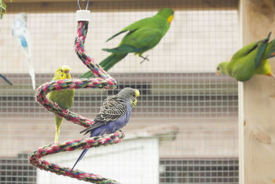 Close-up of parrot perching in cage