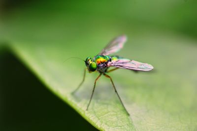 Green mosquito 