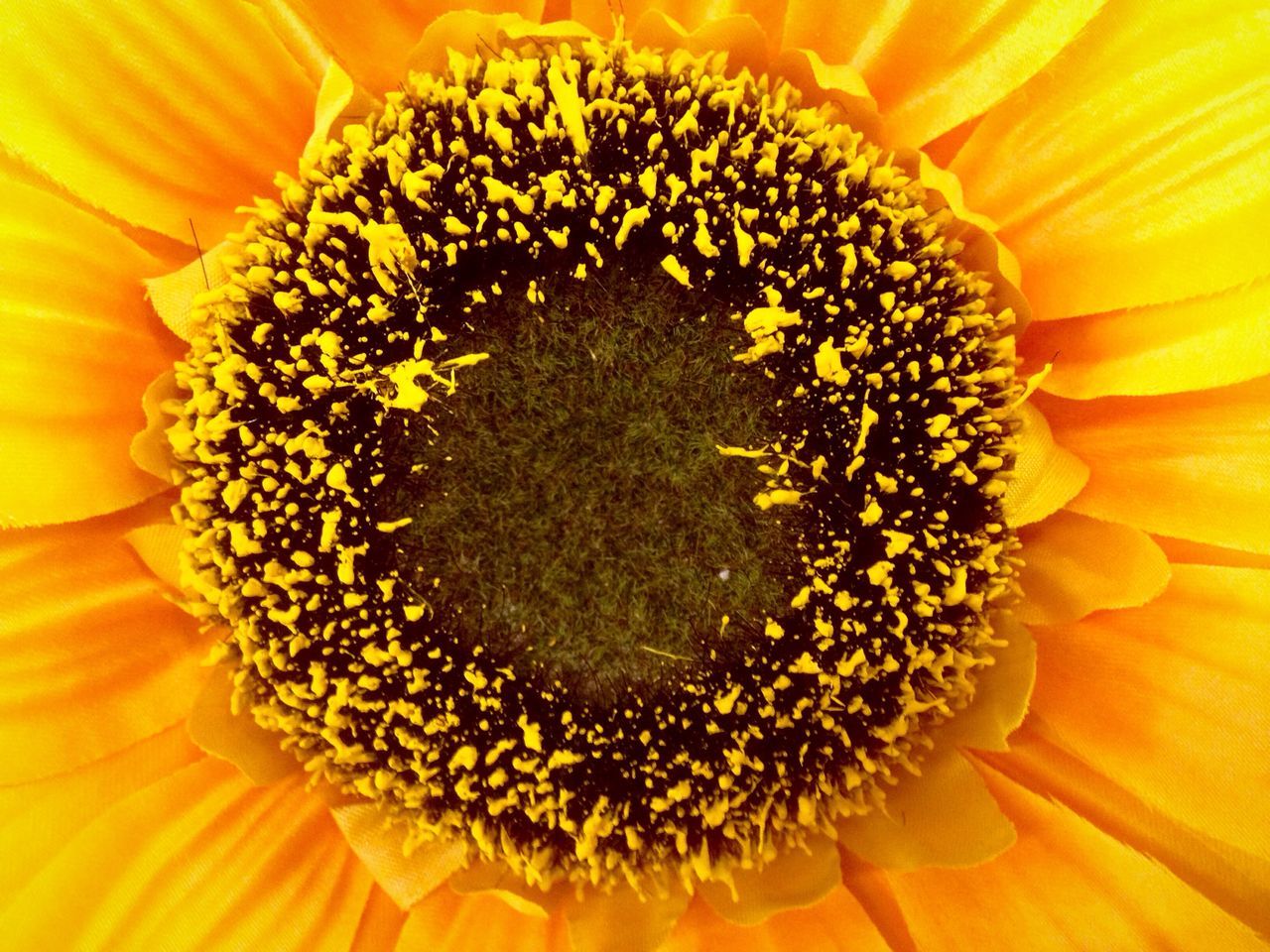 CLOSE-UP OF YELLOW SUNFLOWER