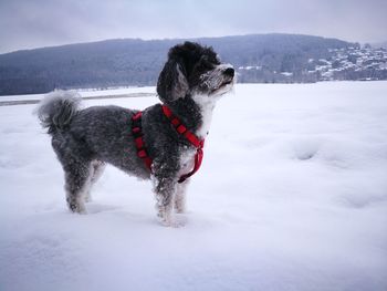 Dog on snow covered land