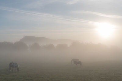 Horses in a field