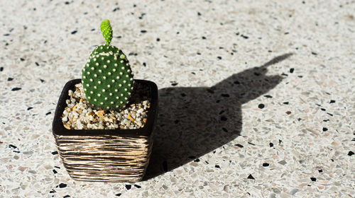 High angle view of succulent plant in basket