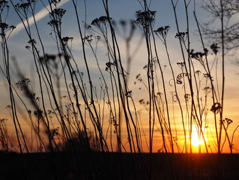 Close-up of silhouette plants on field against sunset sky