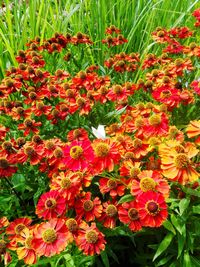 High angle view of red flowering plants